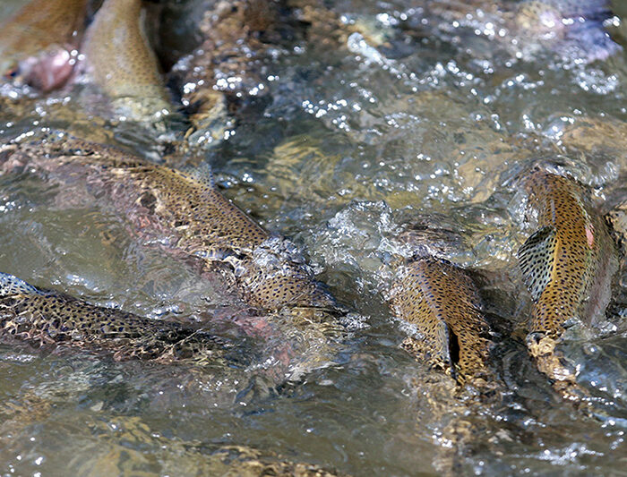 lechbauer_burggen_bio_3
