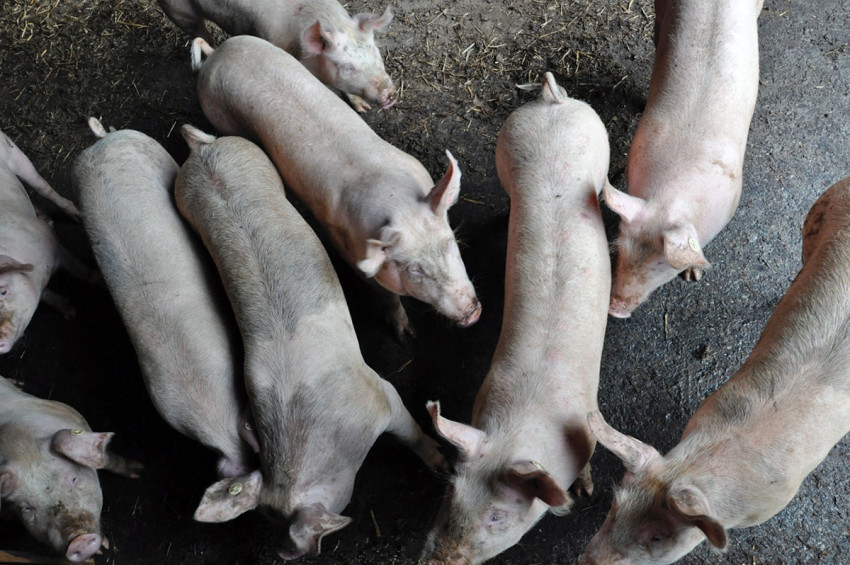 Schweinerei auf dem Bio-Hof